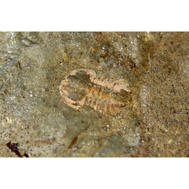 Vanuxemella nortia - Early Middle Cambrian  - Gordon shale, Breatrice Cr.  Thompson Falls, MT, USA