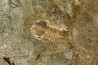 Vanuxemella nortia - Early Middle Cambrian  - Gordon shale, Breatrice Cr.  Thompson Falls, MT, USA