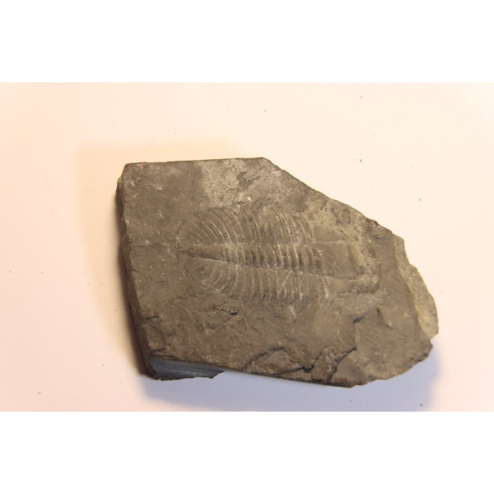 Ogygopsis klotzi - Early Middle Cambrian - Metaline fmt,  Metaline Falls, WA, USA