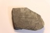 Ogygopsis klotzi - Early Middle Cambrian - Metaline fmt, Metaline Falls, WA, USA