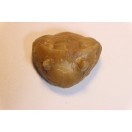 Vogdesia bromidensis - Ordovician - Bromide Fmt - Carter county, Oklahoma, USA