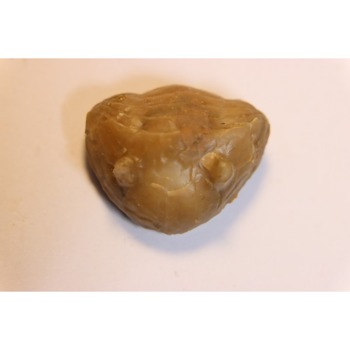 Vogdesia bromidensis -  Ordovician - Bromide Formation - Carter county, Oklahoma, USA