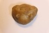 Vogdesia bromidensis -  Ordovician - Bromide Formation - Carter county, Oklahoma, USA