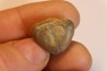 Vogdesia bromidensis -  Ordovician - Bromide Formation - Carter county, Oklahoma, USA