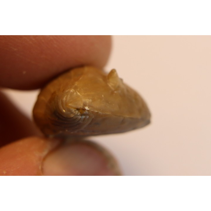 Vogdesia bromidensis - Ordovician - Bromide Fmt - Carter county, Oklahoma, USA