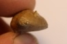 Vogdesia bromidensis - Ordovician - Bromide Fmt - Carter county, Oklahoma, USA