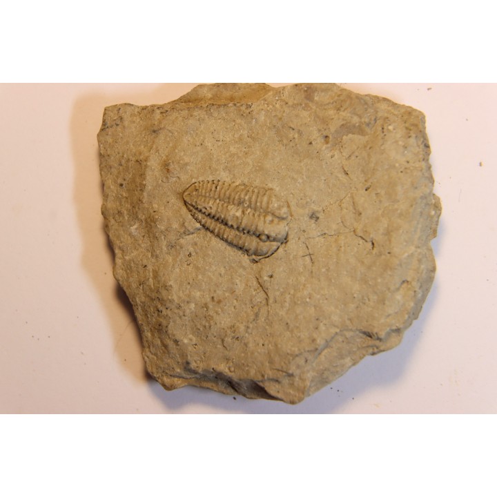 Sthenorocalymene Celebra - Silurian, Niagaran Dolomite - Milvaukee County, Wisconsin, USA