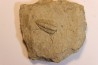 Sthenorocalymene Celebra - Silurian, Niagaran Dolomite - Milvaukee County, Wisconsin, USA