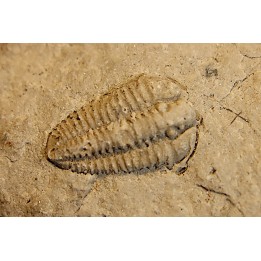 Sthenorocalymene Celebra - Silurian, Niagaran Dolomite - Milvaukee County, Wisconsin, USA