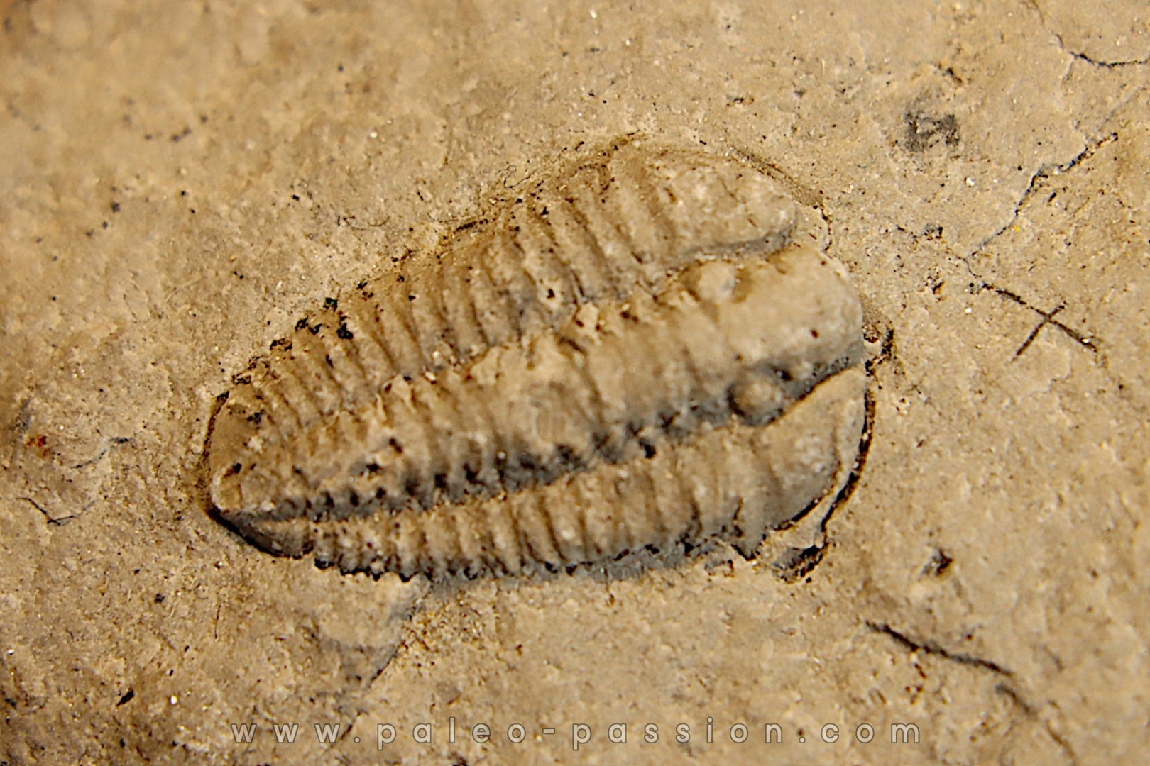 Sthenorocalymene Celebra - Silurian, Niagaran Dolomite - Milvaukee County, Wisconsin, USA
