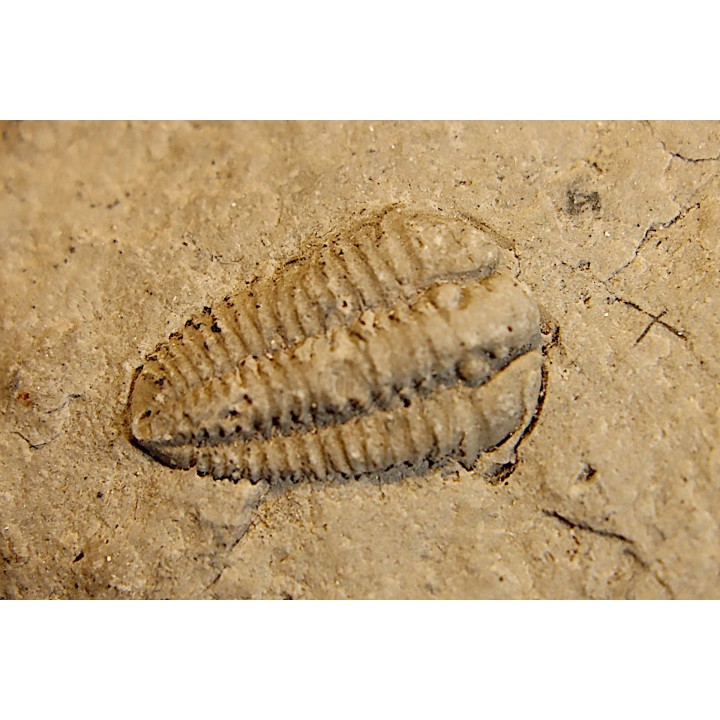 Sthenorocalymene Celebra - Silurian, Niagaran Dolomite - Milvaukee County, Wisconsin, USA