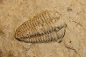 Sthenorocalymene Celebra - Silurian, Niagaran Dolomite - Milvaukee County, Wisconsin, USA