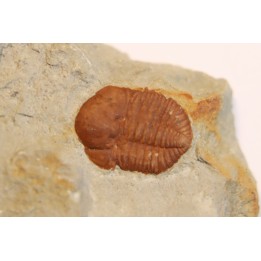Ampyxina bellatula - Ordivician - Maquoketa Fmt -  Pike county, Missouri, USA
