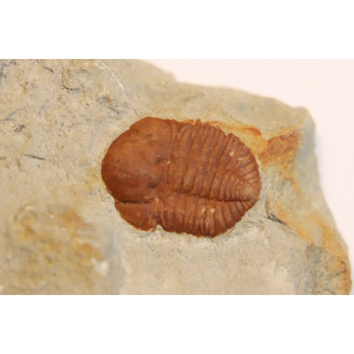 Ampyxina bellatula - Ordivician - Maquoketa Fmt -  Pike county, Missouri, USA