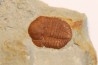 Ampyxina bellatula  Ordivician  Maquoketa Formation  Pike county, Missouri, USA