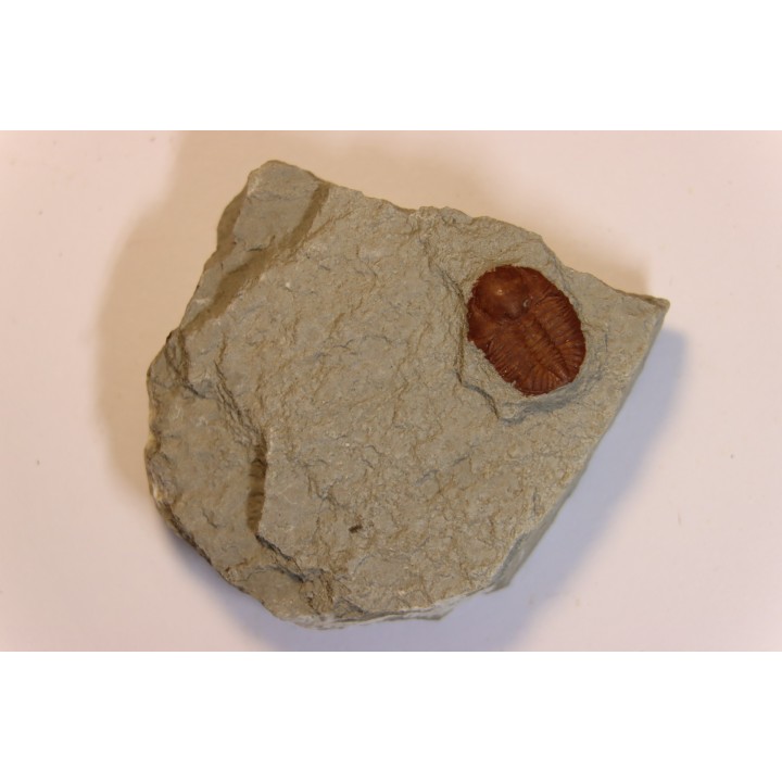 Ampyxina bellatula - Ordovician - Maquoketa Fmt -  Pike county, Missouri, USA