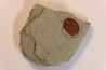 Ampyxina bellatula - Ordovician - Maquoketa Fmt - Pike county, Missouri, USA