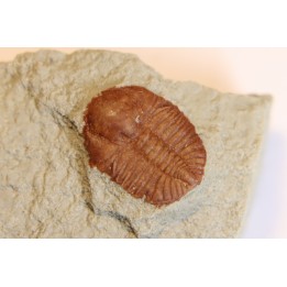 Ampyxina bellatula  Ordovician  Maquoketa Formation  Pike county, Missouri, USA