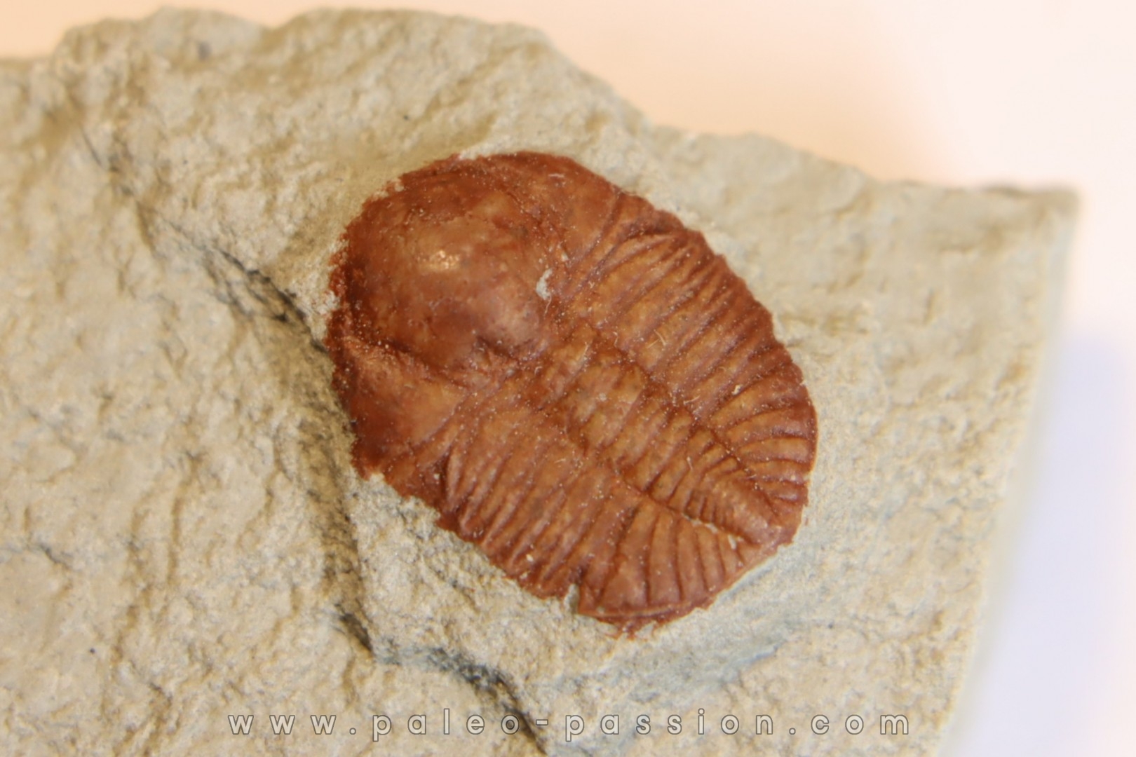 Ampyxina bellatula - Ordovician - Maquoketa Fmt - Pike county, Missouri, USA