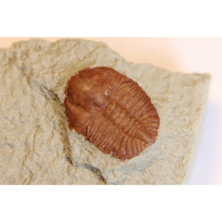 Ampyxina bellatula - Ordovician - Maquoketa Fmt -  Pike county, Missouri, USA