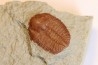 Ampyxina bellatula - Ordovician - Maquoketa Fmt - Pike county, Missouri, USA