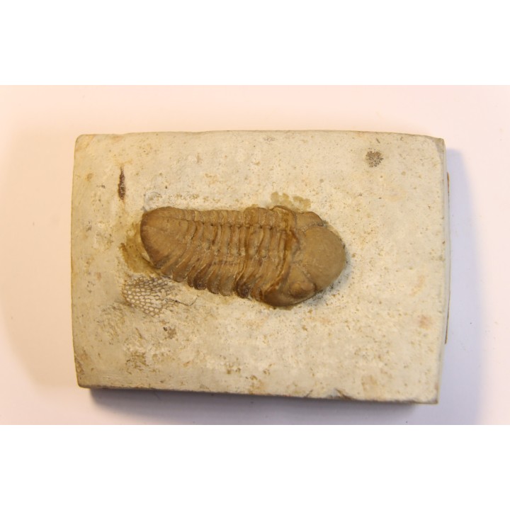 Paciphacops raymoni - lower Devonian - Haragan FMT - Clarita county, Oklahoma, USA