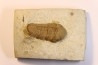 Paciphacops raymoni - lower Devonian - Haragan Fmt - Clarita county, Oklahoma, USA