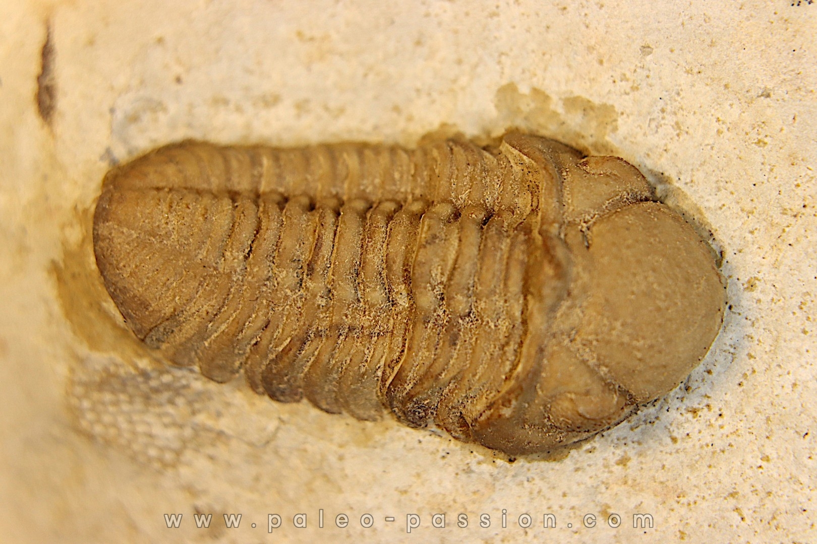 Paciphacops raymoni - lower Devonian - Haragan Fmt - Clarita county, Oklahoma, USA