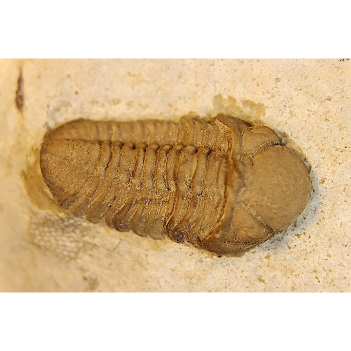 Paciphacops raymoni - lower Devonian - Haragan Fmt - Clarita county, Oklahoma, USA