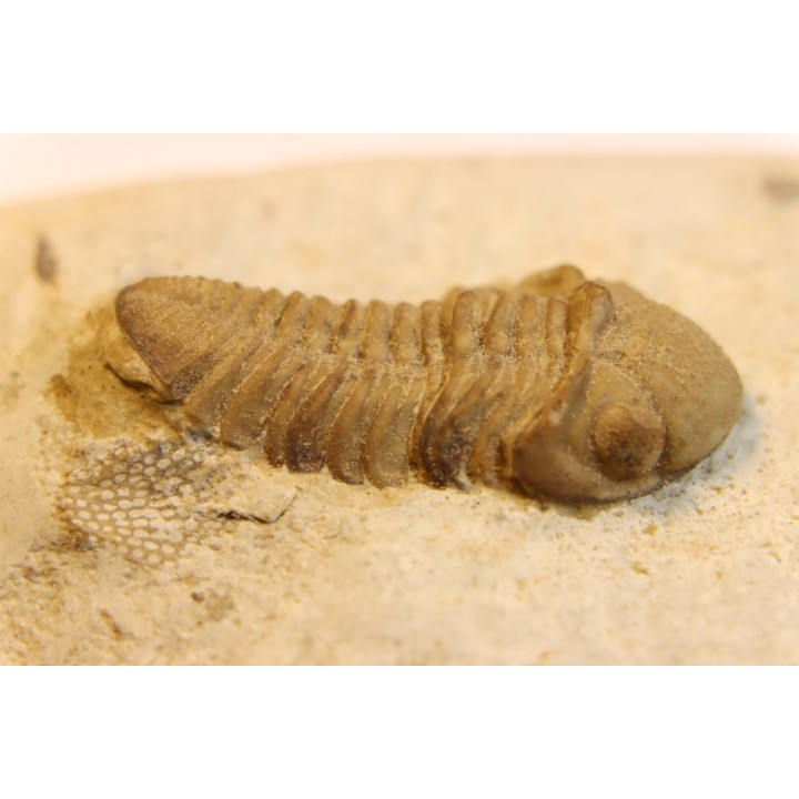 Paciphacops raymoni - lower Devonian - Haragan FMT - Clarita county, Oklahoma, USA
