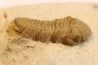 Paciphacops raymoni - lower Devonian - Haragan FMT - Clarita county, Oklahoma, USA