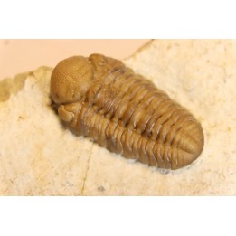 Paciphacops cambelli - lower Devonian - Haragan FMT - Coal county, Oklahoma, USA