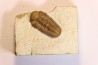 Paciphacops cambelli - lower Devonian - Haragan FMT - Coal county, Oklahoma, USA