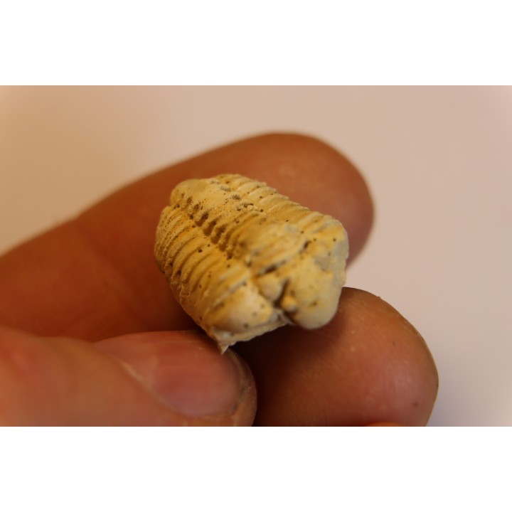 calymene Celebra - Silurian - Edgewood Fmt - Grafton County, Illinois, USA