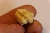 calymene Celebra - Silurian - Edgewood Fmt - Grafton County, Illinois, USA