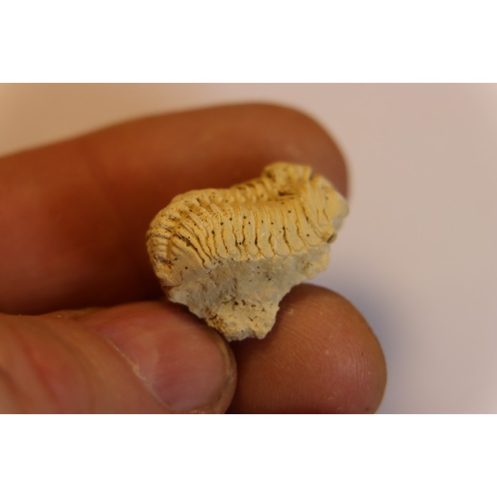 calymene Celebra - Silurian - Edgewood Fmt - Grafton County, Illinois, USA