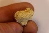 calymene Celebra - Silurian - Edgewood Fmt - Grafton County, Illinois, USA