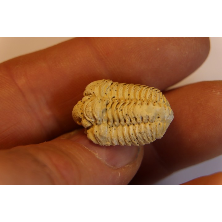 calymene Celebra - Silurian - Edgewood Fmt - Grafton County, Illinois, USA