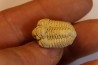 calymene Celebra - Silurian - Edgewood Fmt - Grafton County, Illinois, USA