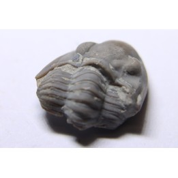 Delaria antigua - Permian - Camp Creek Shale - Moran county, Texas, USA