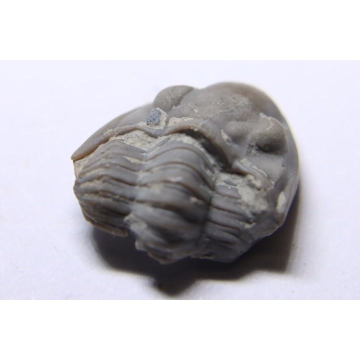 Delaria antigua ----- Permian ----- Camp Creek Shale - Moran county, Texas, USA