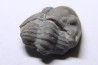 Delaria antigua ----- Permian ----- Camp Creek Shale - Moran county, Texas, USA