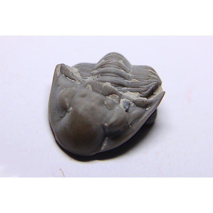 Delaria antigua ----- Permian ----- Camp Creek Shale - Moran county, Texas, USA