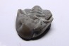 Delaria antigua ----- Permian ----- Camp Creek Shale - Moran county, Texas, USA