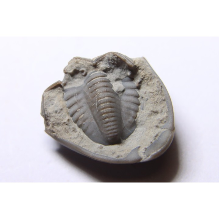Delaria antigua ----- Permian ----- Camp Creek Shale - Moran county, Texas, USA