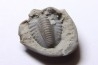 Delaria antigua ----- Permian ----- Camp Creek Shale - Moran county, Texas, USA