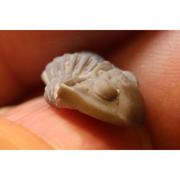 Delaria antigua ----- Permian ----- Camp Creek Shale - Moran county, Texas, USA