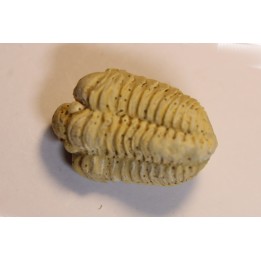 calymene Celebra  Silurian  Edgewood Formation  Grafton County, Illinois, USA