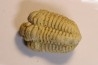calymene Celebra - Silurian - Edgewood Fmt - Grafton County, Illinois, USA