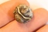 Phacops birdsongensis - devonian - Birdsong Fmt - Tennessee, USA